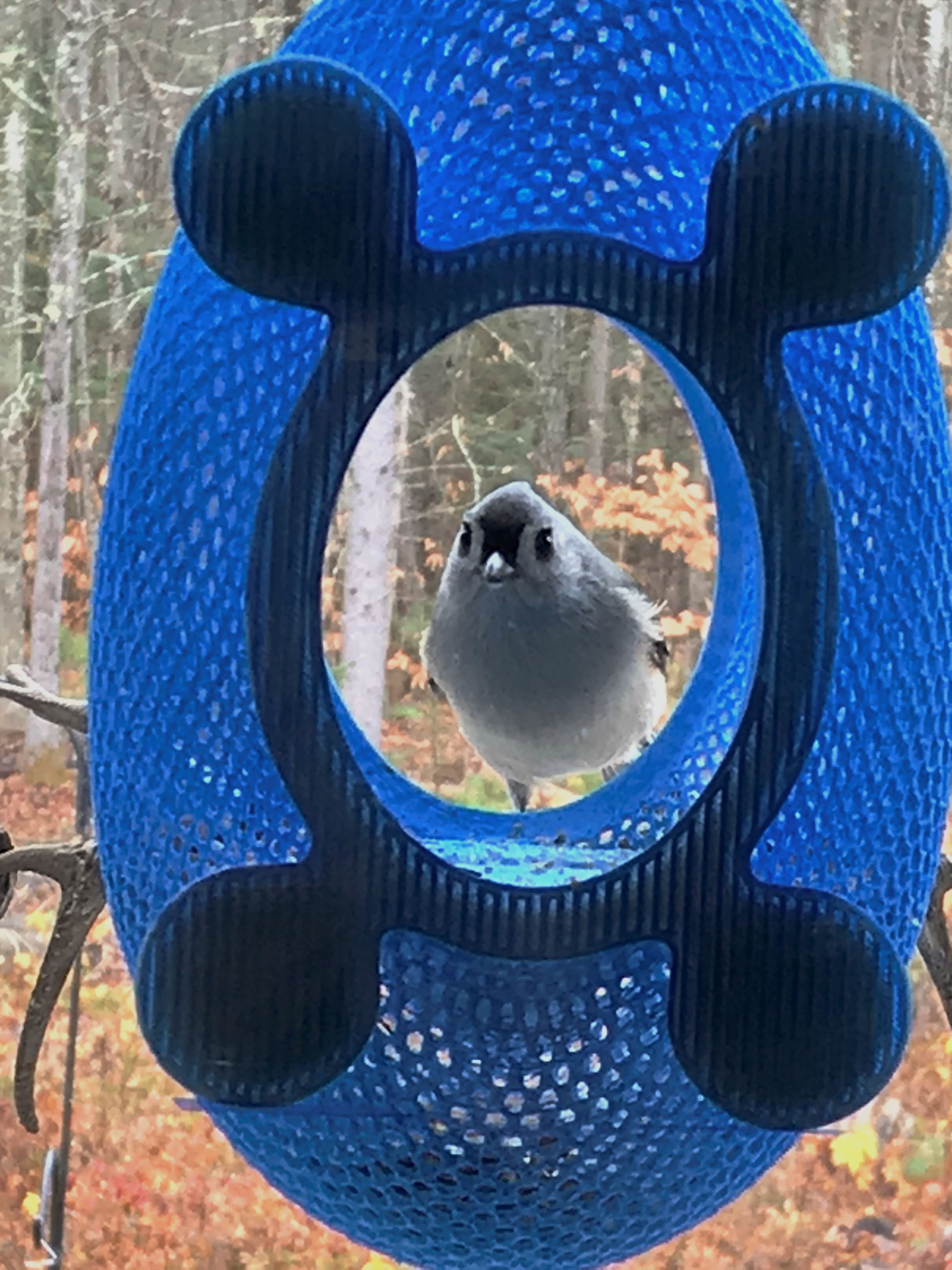 Feeder Closeup